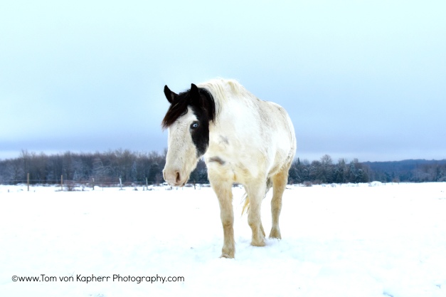 Quebec horses- Tom von Kapherr Photography